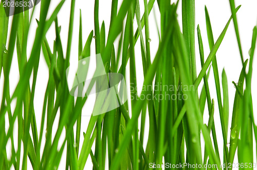 Image of Wheat grass