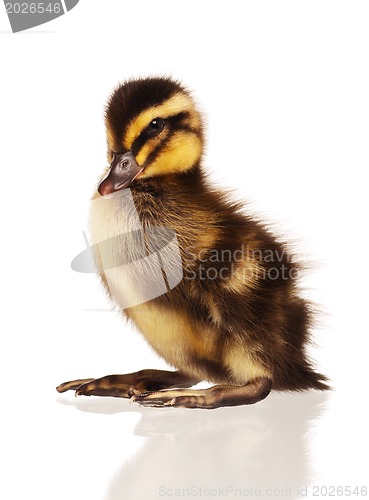 Image of Domestic duckling