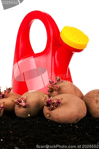 Image of Potatoes sprouts