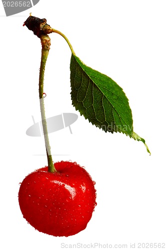 Image of Sweet cherries