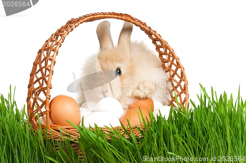 Image of Rabbit in grass