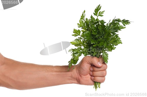 Image of Hand with parsley