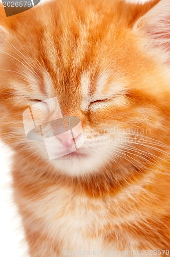 Image of Red kitten