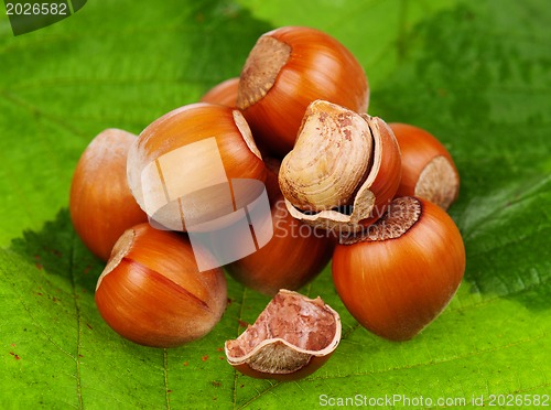 Image of Hazelnut