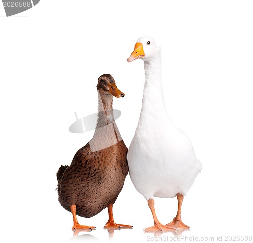 Image of Duck and goose
