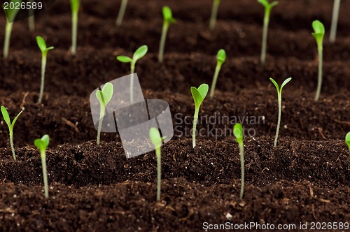 Image of Green seedling