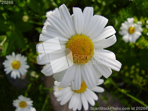 Image of Flower