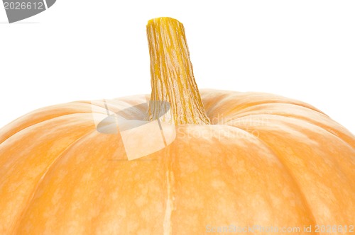 Image of Ripe pumpkins