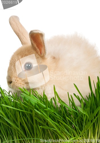 Image of Rabbit in grass