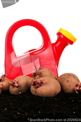 Image of Potatoes sprouts