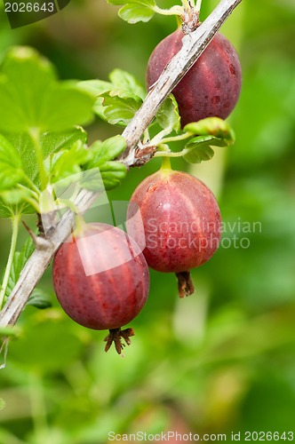 Image of Gooseberries