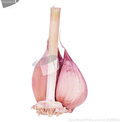 Image of Fresh garlic