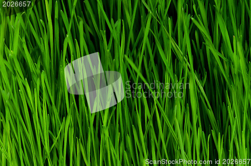 Image of Wheat grass