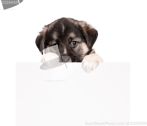 Image of Puppy with paper