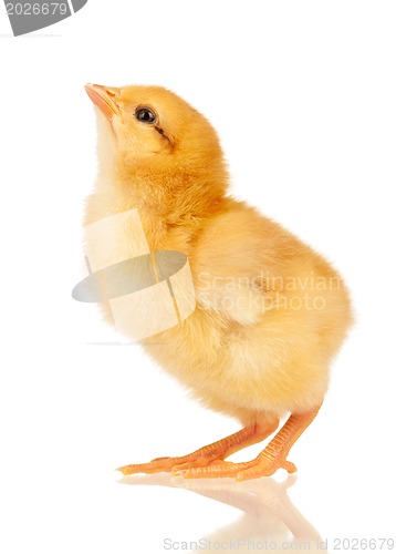 Image of Little chicken