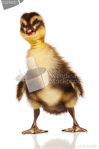 Image of Domestic duckling