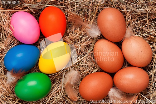 Image of Eggs in nest