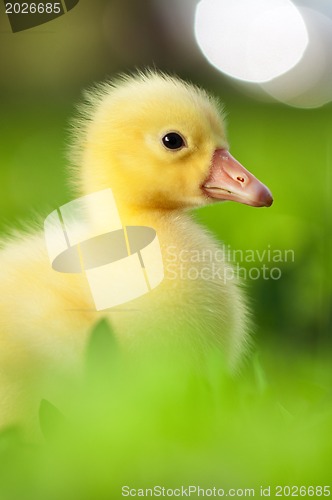 Image of Domestic gosling