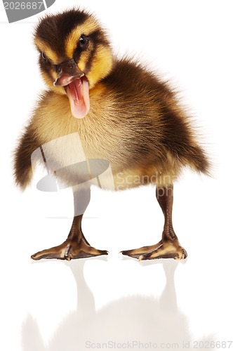 Image of Domestic duckling