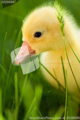 Image of Domestic gosling