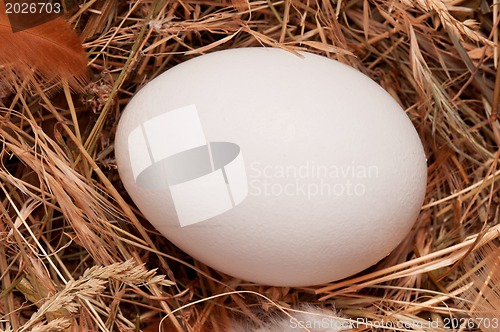 Image of Eggs in nest