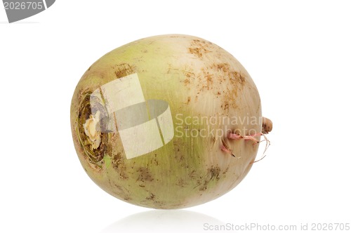 Image of Fresh radish