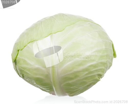 Image of Fresh cabbage