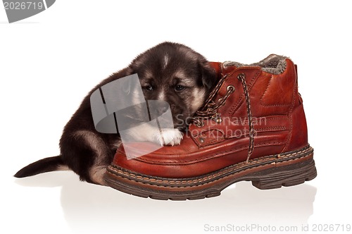 Image of Cute puppy