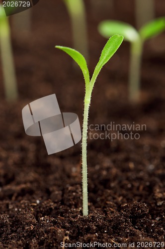 Image of Green seedling