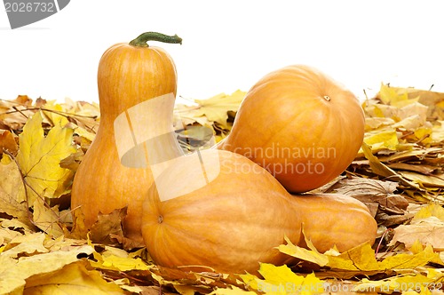 Image of Ripe pumpkins