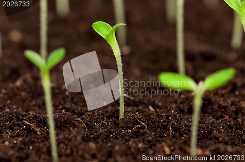 Image of Green seedling