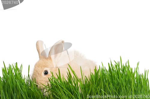 Image of Rabbit in grass