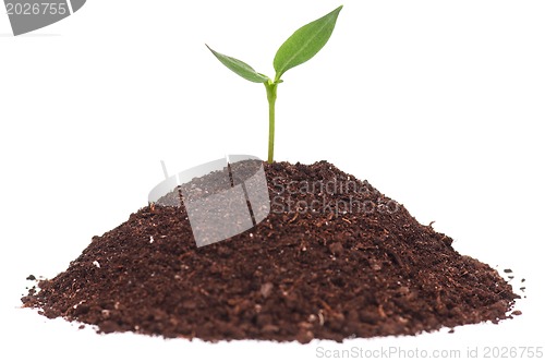 Image of Green seedling