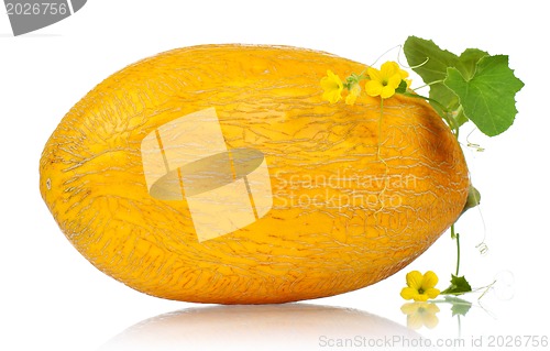 Image of Cantaloupe melon