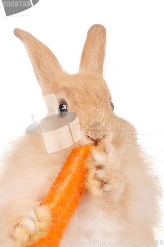 Image of Cute rabbit