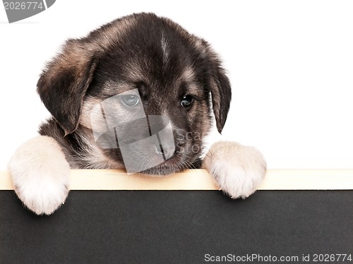 Image of Puppy with blackboard