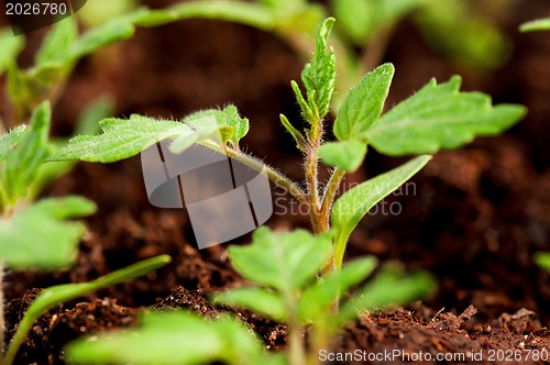 Image of Green seedling