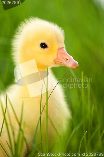 Image of Domestic gosling