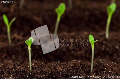 Image of Green seedling