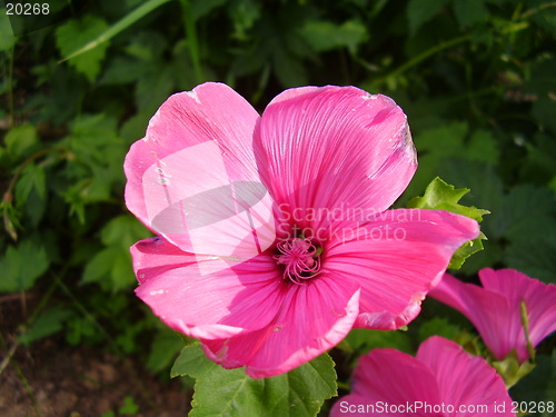 Image of Flower