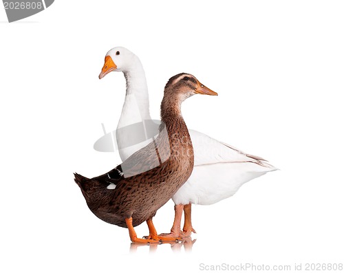 Image of Duck and goose