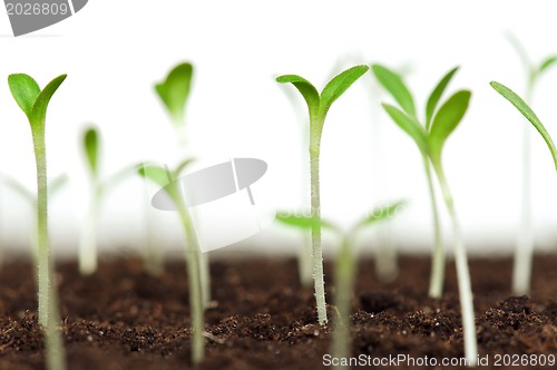 Image of Green seedling