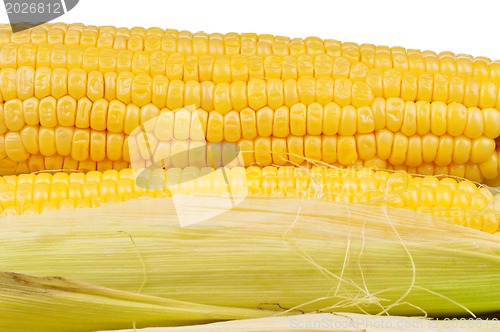 Image of Fresh corn