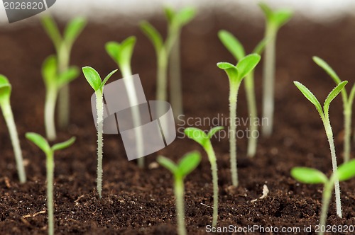 Image of Green seedling