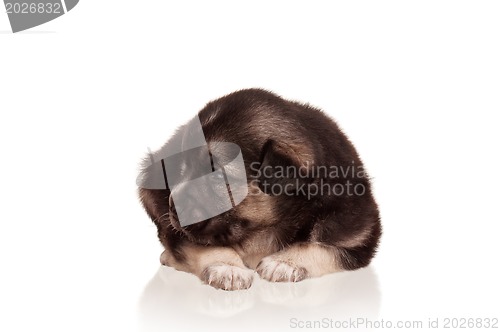 Image of Cute puppy