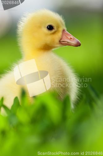 Image of Domestic gosling