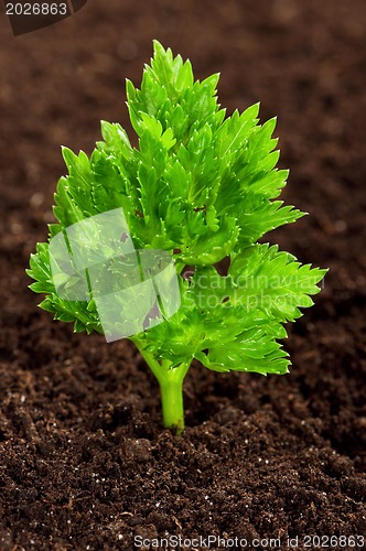 Image of Green seedling