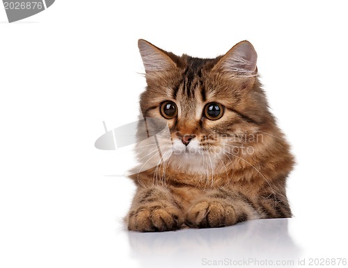 Image of Cute cat