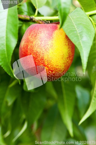 Image of Ripe peaches