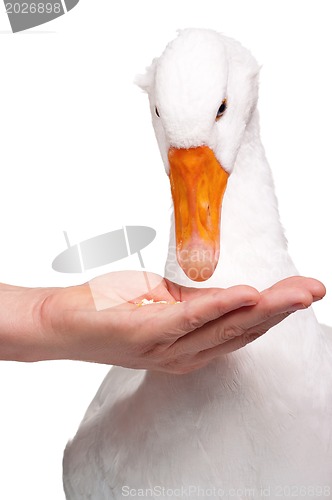 Image of Domestic goose